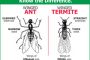 Homeowners Quick Reference: Termites vs Carpenter Ants