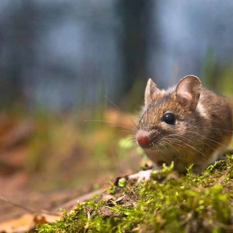 mice exterminator ct