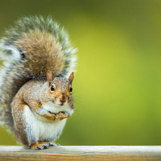 Squirrel Removal CT