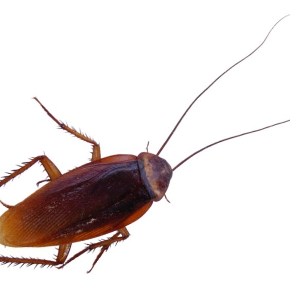 American Cockroach Removal in Connecticut American Cockroach Removal in Connecticut