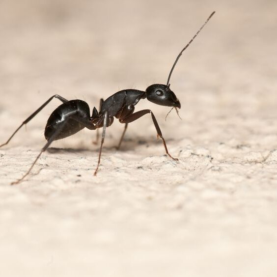 Carpenter Ant Control and Extermination in Connecticut
