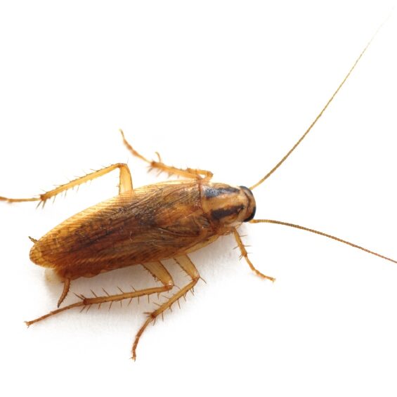 German Cockroach Removal in Connecticut German Cockroach Removal in Connecticut