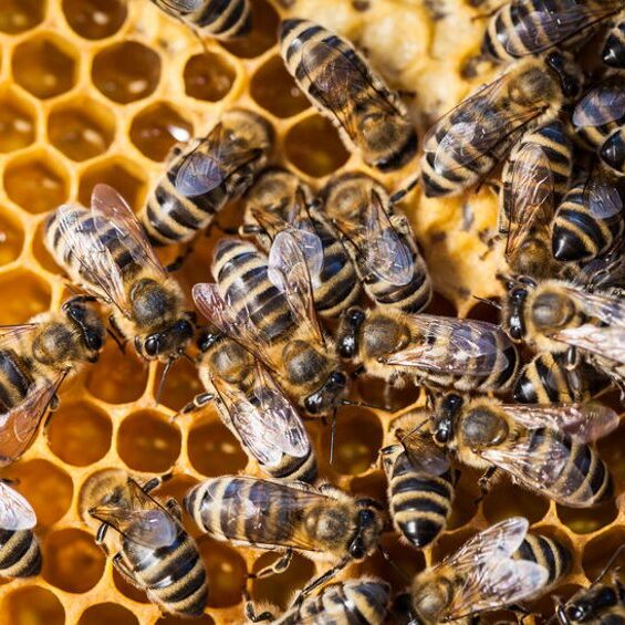 Bee Removal CT
