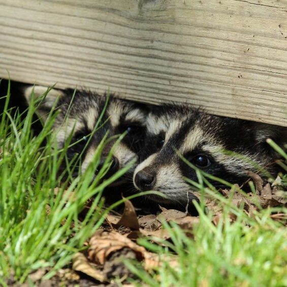 Raccoon Removal Exterminator Connecticut