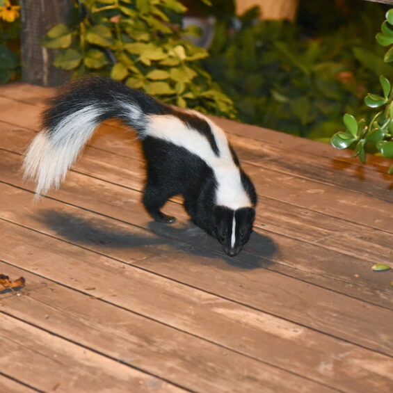 Skunk Removal CT Skunk Removal CT