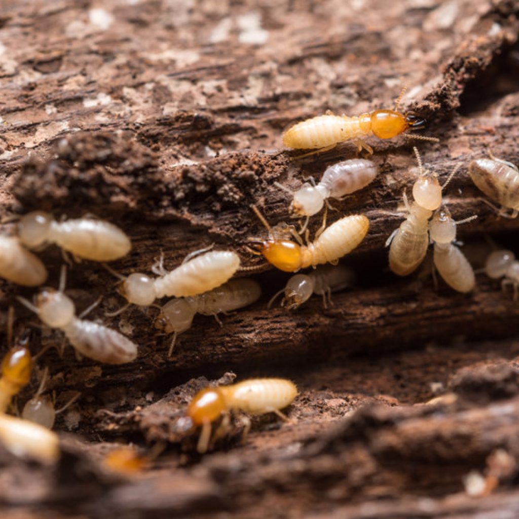 Termite Control in Connecticut