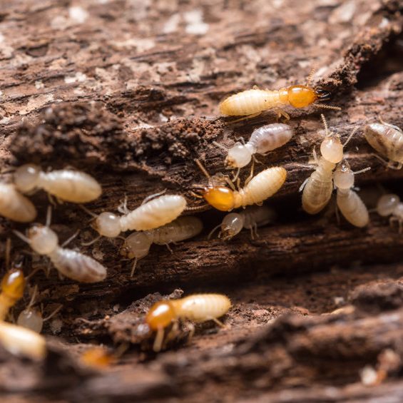 Termite Control in Connecticut Termite Control in Connecticut