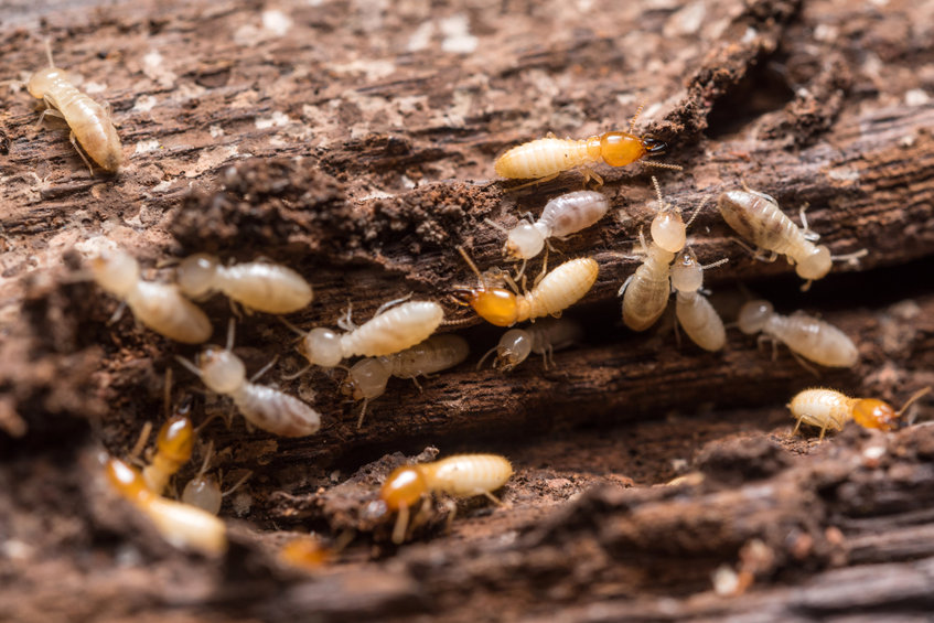 Termite Control in Connecticut