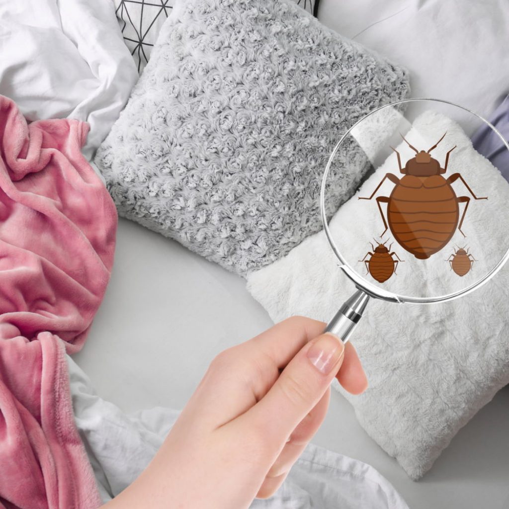 Bed Bug Tips Prevention