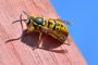 Identify and Remove Wasps