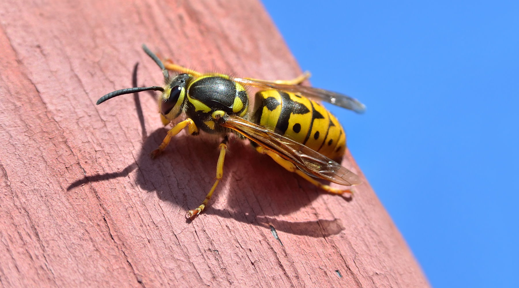 Identify and Remove Wasps