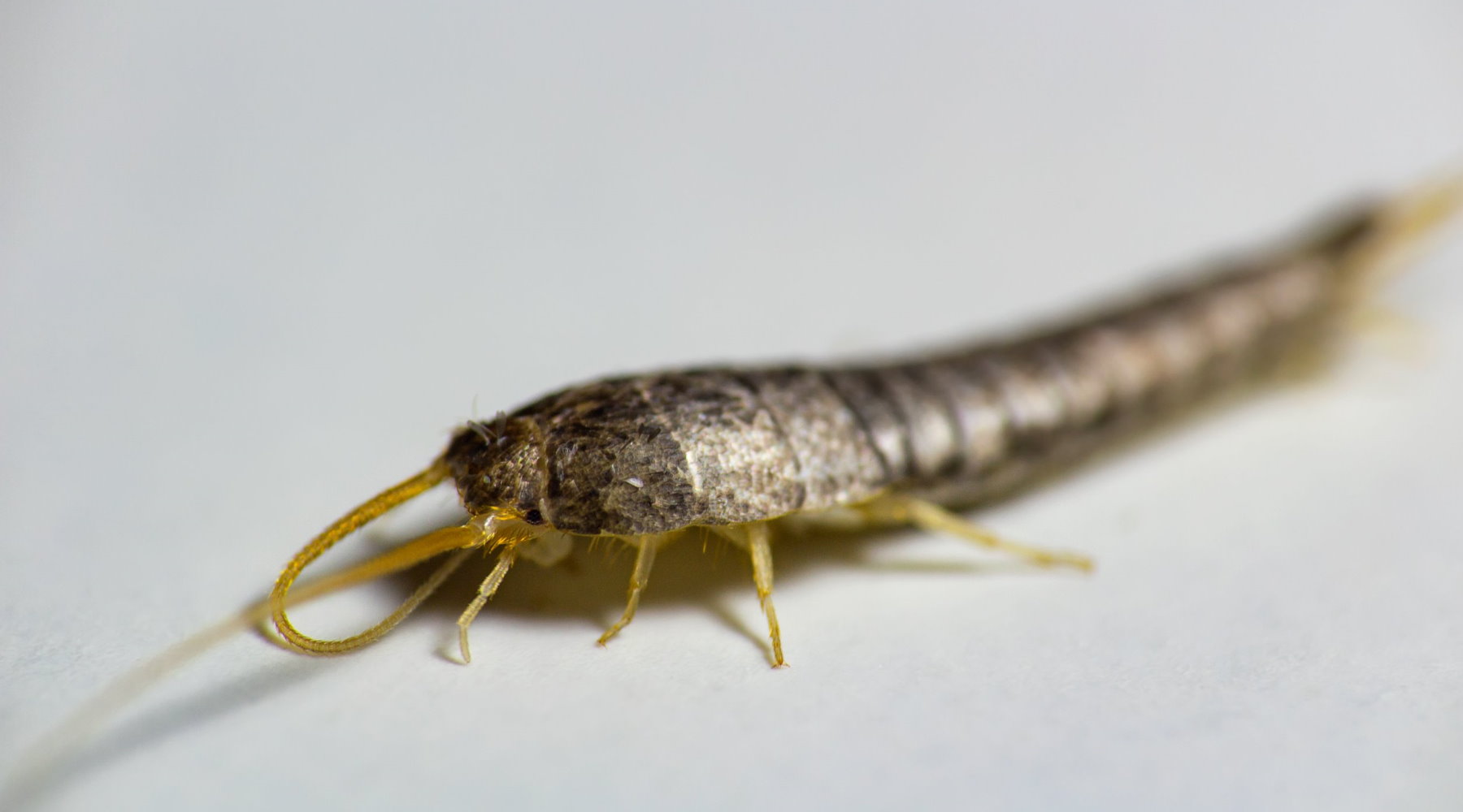 Silverfish Identification and Prevention