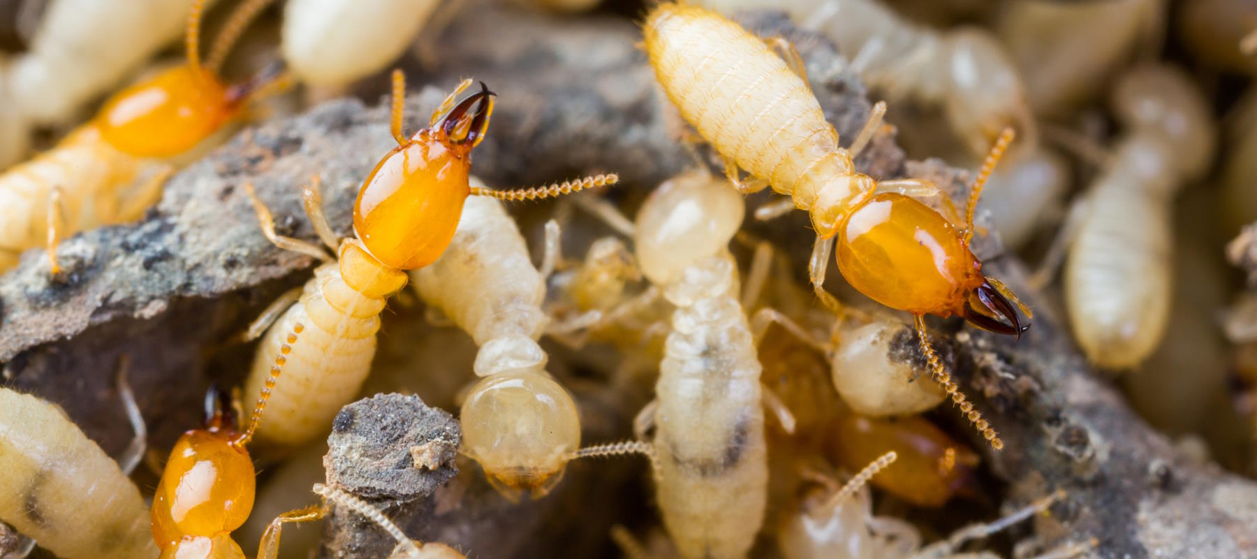 When are termites most active