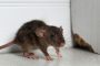 Can Mice Climb Walls