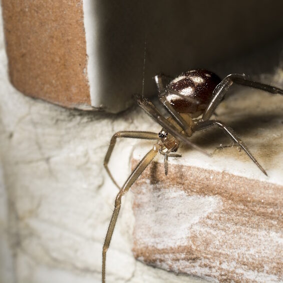 Spider Pest Control