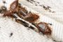 How to Check for Bed Bugs