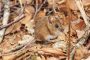 Fall Pests
