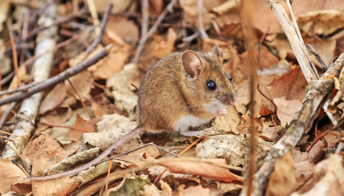 Fall Pests