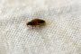 Bed Bugs