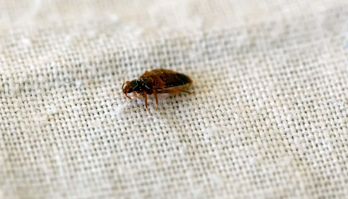 Bed Bugs