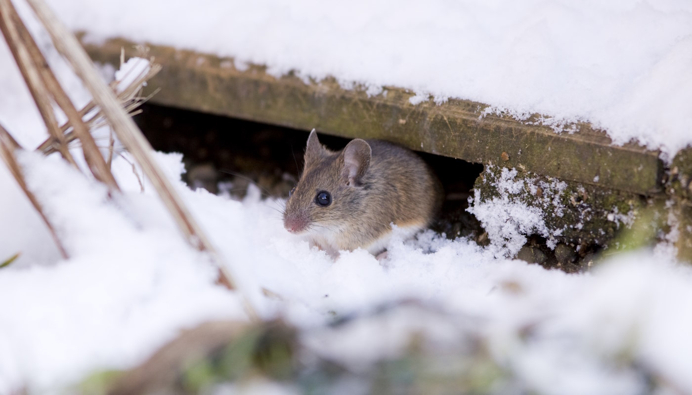 Mouse in Winter